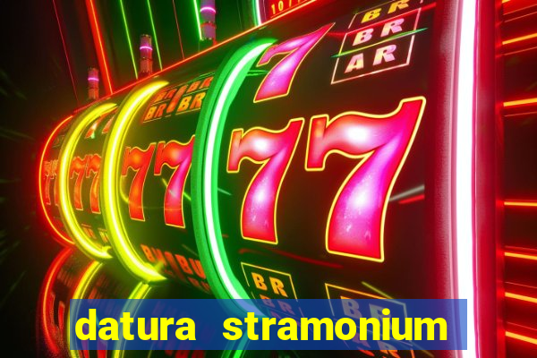 datura stramonium medicinal uses